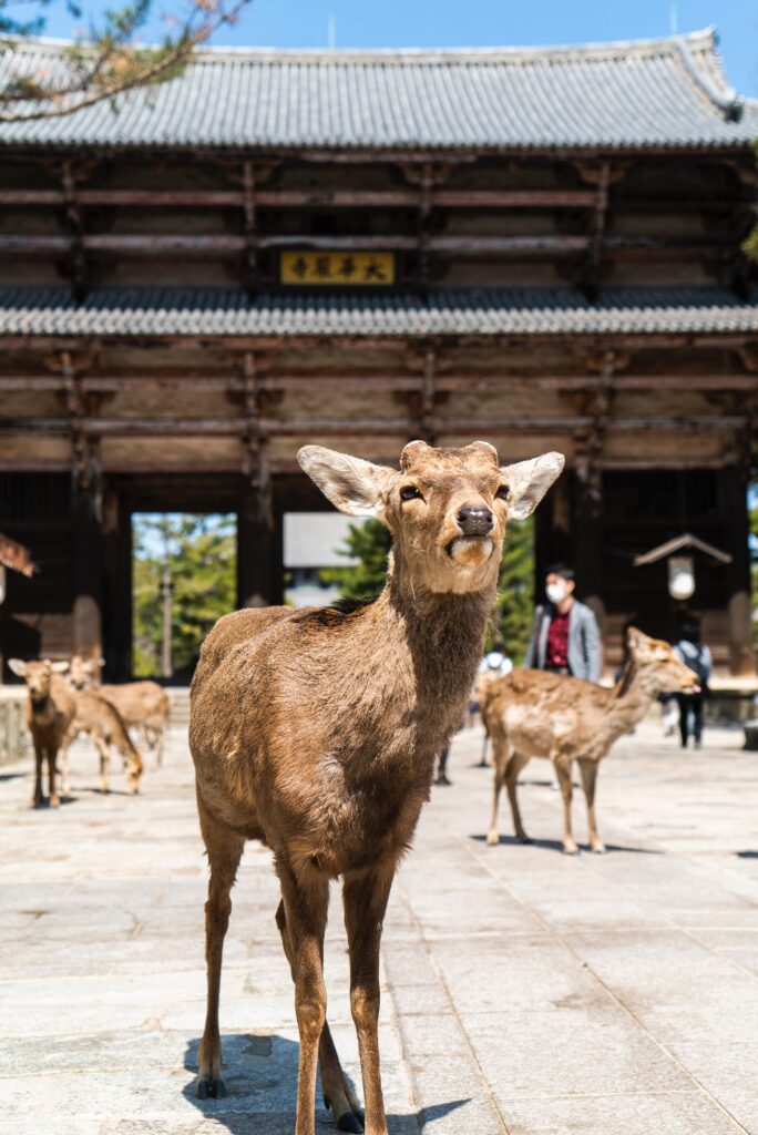 a deer stands proudly in front of todai-ji