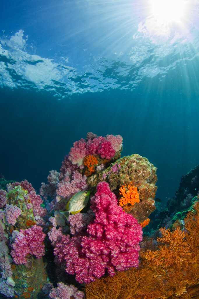 colorful pink and orange coral with a small green fish