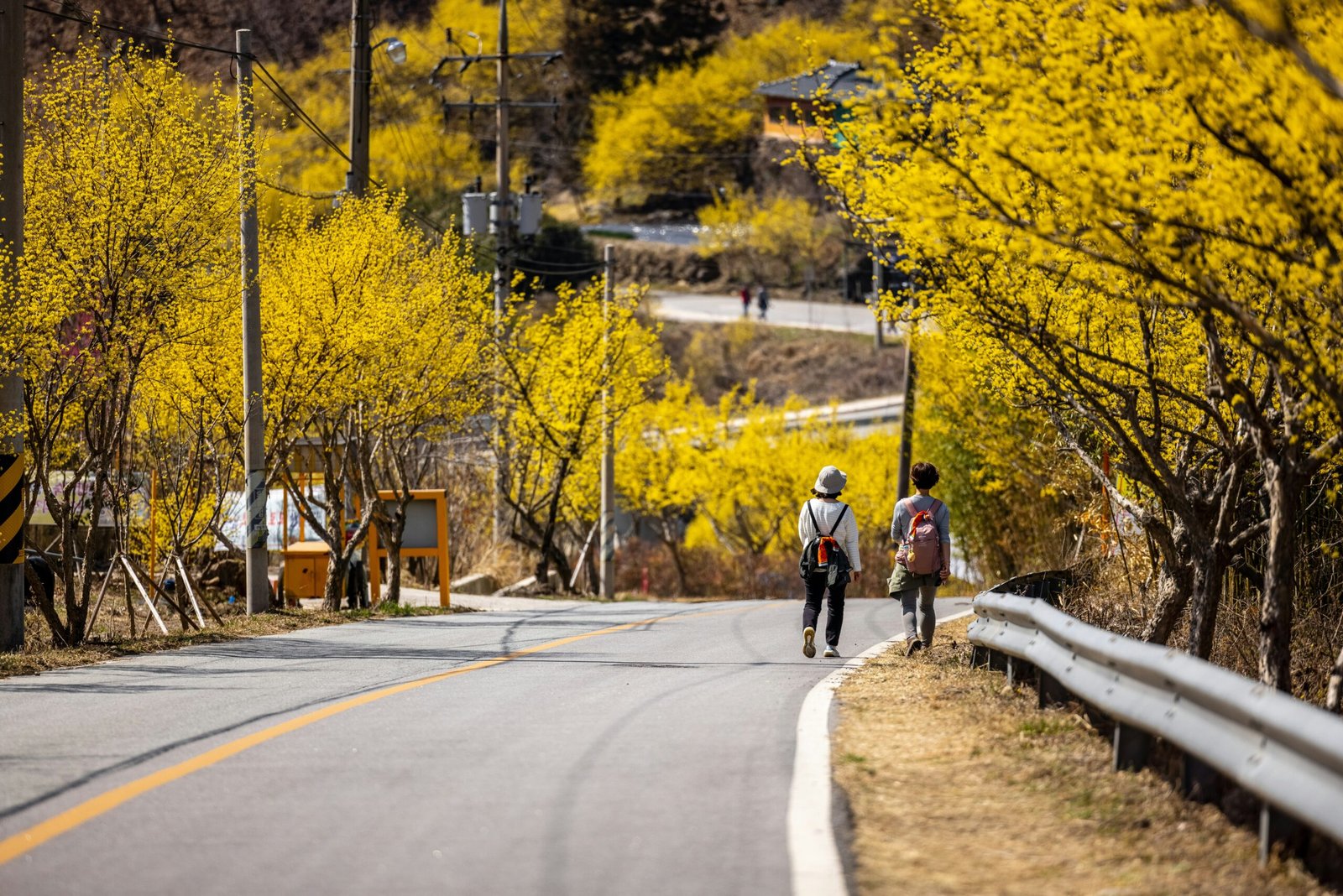 Korea Spring Rope 31 Unmissable Things to Do in Spring in Korea 2026