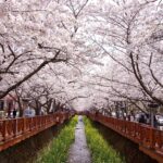 Vegetarian in Korea: The ultimate survival guide