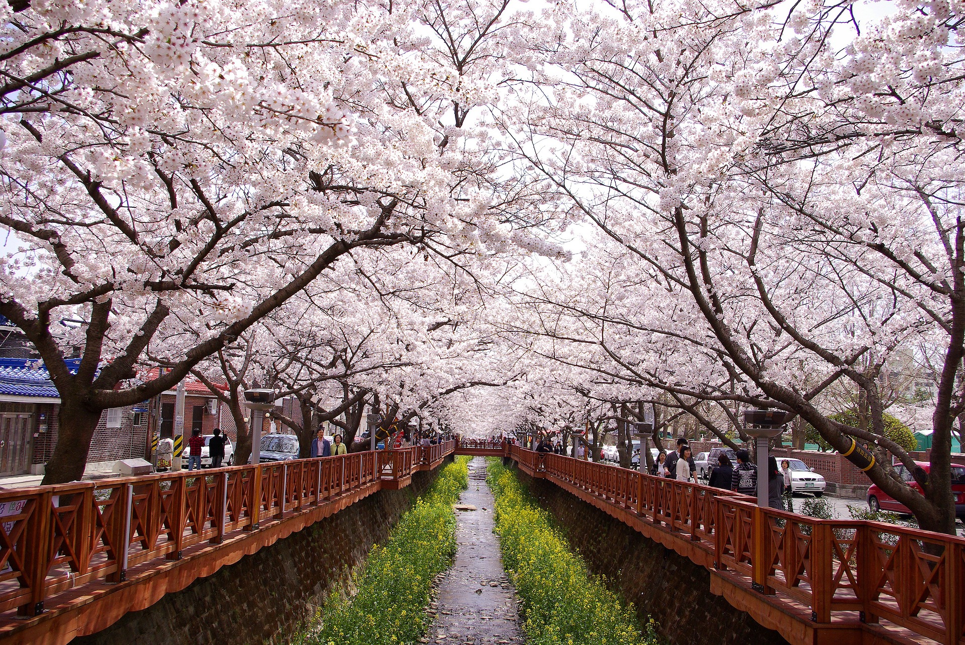 Jinhae Cherry Blossom Festival: A complete guide to Korea’s best blossoms