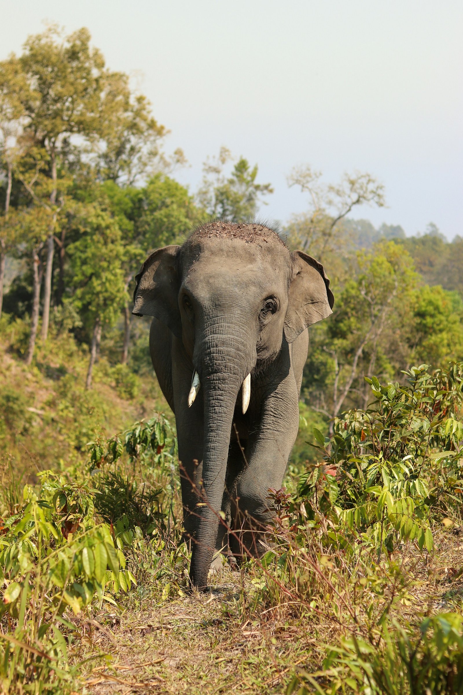 an elephant with tusks walks towards the camera in the forest